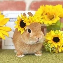 lilbunnyrabbit7's profile picture. Jesus lover.. friend of holyspirit ❤☘🦋