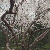 Cora (@aprilanni2) 's Twitter Profile