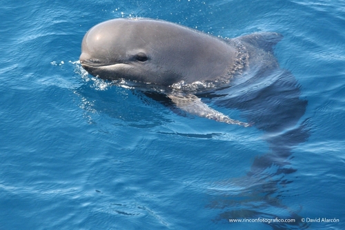 Asociación sin ánimo de lucro que desde 1996 se dedica a la protección y el avistamiento de delfines y ballenas en el Estrecho de Gibraltar.