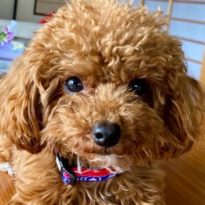 古希になりMIX犬🐶を迎えました。孫と暮らしている様な日常です。依存症家族会に参加しています。