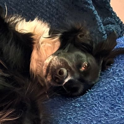 SusieTheDoggie's profile picture. Maybe it just collapsed on its own.