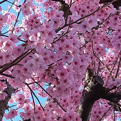 ♀️小2後半〜不登校。母子登校。給食のみ登校。小4〜支援級。小5完全不登校。小6私と離れて登校(1時間程度、週1〜3)。不登校になってからほぼ勉強せず。昨年末から急に勉強したいと言い出し、3月〜学研へ(小2の問題から始める)。中学校は頑張る!と言っているが…どうなる?!
無言フォローすみません。よろしくお願いします💕