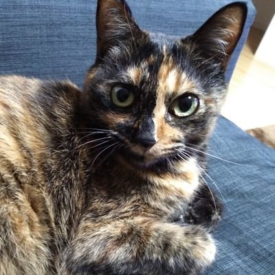 ONsite_Tamasan's profile picture. まいどーも！
ON!してのタマさんです！
フォローいただければ基本フォロバします！山の開拓・サバゲ・車・心霊・釣り・音楽・温泉・猫etc...人生楽しんでます(・∀・)
You Tubeチャンネル【ON!して】は大人が本気で遊ぶをテーマに色々な事にチャレンジしてます！是非チャンネル登録お願いします(人*´∀｀)｡*ﾟ+