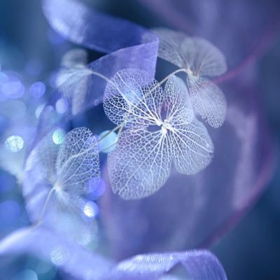 ANSQ1622's profile picture. 