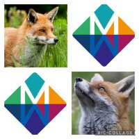 TheMeaseFoxes(@MeaseFoxes) 's Twitter Profile Photo