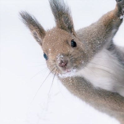 ponakasuitat's profile picture. ずっとお腹すいてる