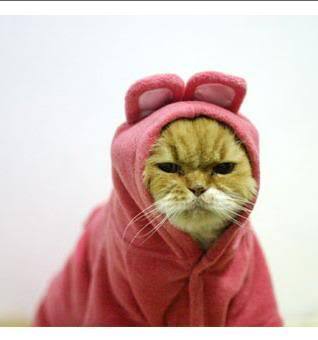 DPisgreat's profile picture. Basically I have this to make fun of people and stalk pros.