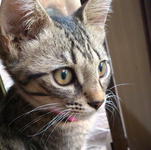 miyoshi1935's profile picture. 