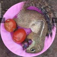 Bkcheboi (@bkcheboi2) 's Twitter Profile