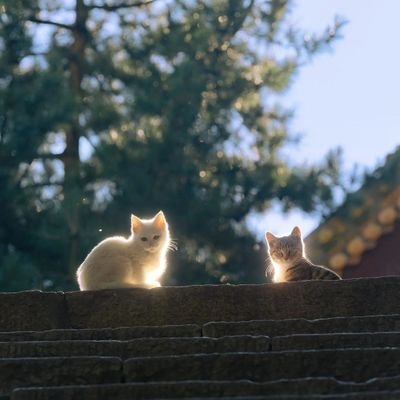 Zhaouuu's profile picture. 