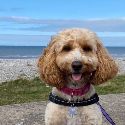 Molly the Cockapoo 🐶 As seen on @GranadaReports…twice! 📺 Having fun on the Fylde Coast with my family 👨‍👩‍👧‍👦