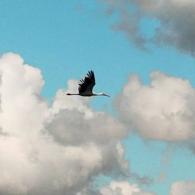 AnnaMelnicuk41's profile picture. SMM. Targeting