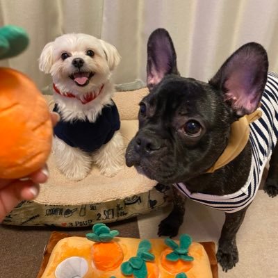 instagram → AYAKAXXK まいにちはっぴーたのしいことすきです♩ フレブルさんとマルポメさんと生活してます🐾