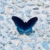 Evolutionary Aesthetics Research Network (@evoaesthetics) Twitter profile photo Evolutionary Aesthetics Research Network (@evoaesthetics) Twitter profile photo