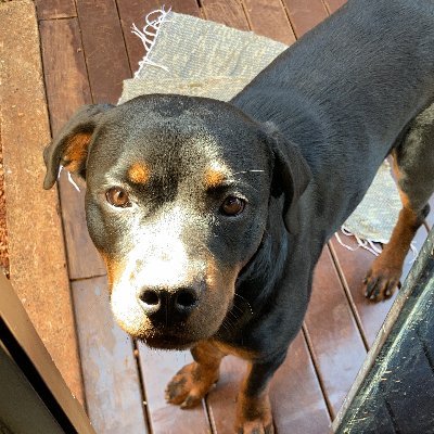 REGISBORTOLINI's profile picture. 