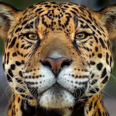 RUSO_CARUSO's profile picture. 