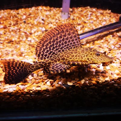 Notabitch223's profile picture. Sip sip whip whip