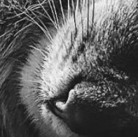EMREBJKKK's profile picture. izmir