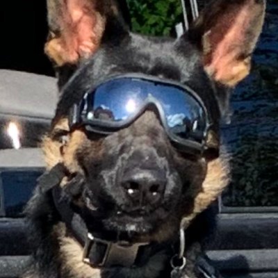 Service Dogs