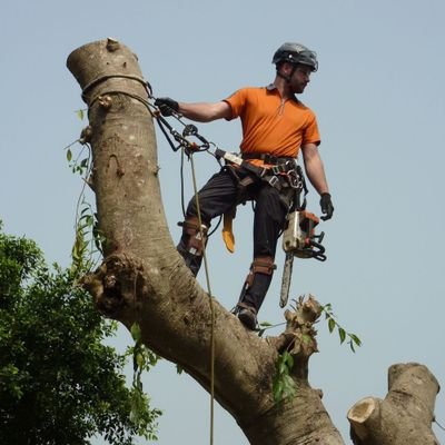 Proud to be an Arborist