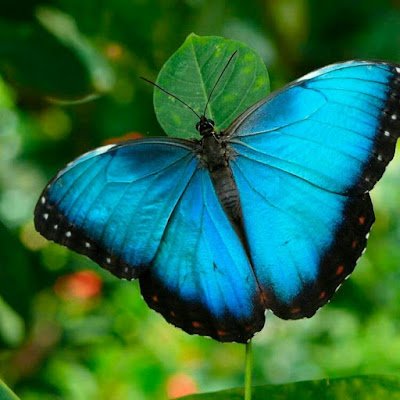 DragonstoneMara's profile picture. 