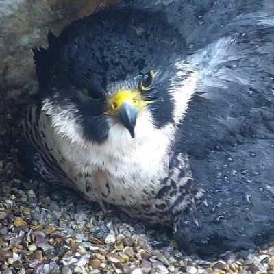 Monitoring breeding Peregrine Falcons at @TauntonMinster  (live feed), Somerset, UK since 2017 JY - Female (Falcon) JN - Male (Tiercel) Tweets by Robin Morrison