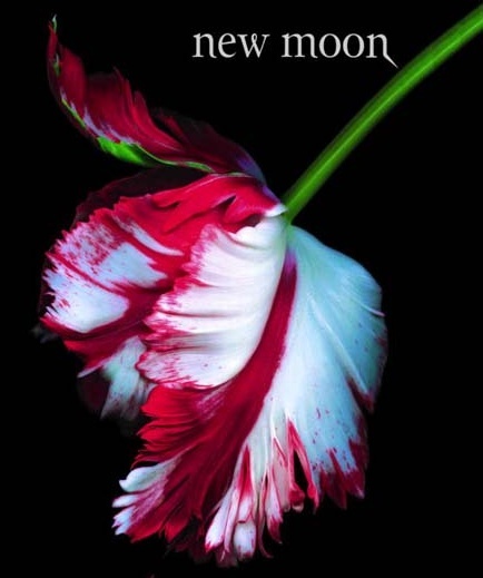 Info about the Twilight New Moon book and new movie (coming out in November 2009!)