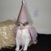 elizabeth (@thriftstorecats) Twitter profile photo elizabeth (@thriftstorecats) Twitter profile photo