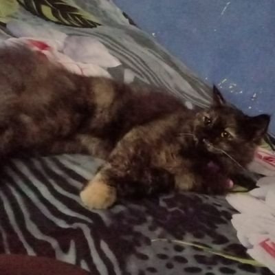 JackSpa32709655's profile picture. Birlie