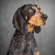 GBODaddy's profile picture. VFL Father of 2 🍊|| Phil 4:-13