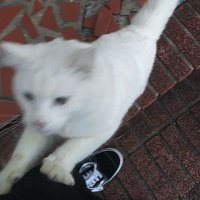 Bunny (@llemonlime0) 's Twitter Profile