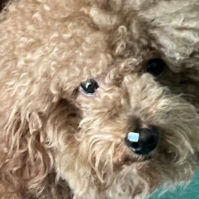 audi (mention after dm)