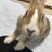 琥珀🐰🌸のアイコン