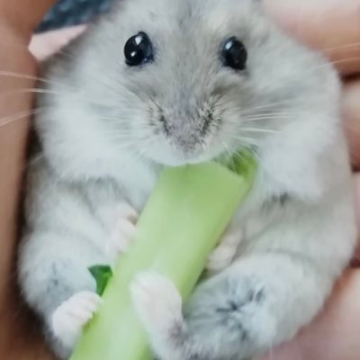 HIBITAMAN's profile picture. 