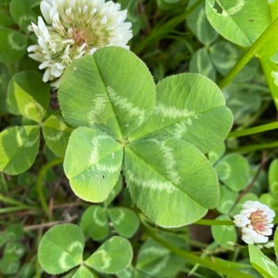 nyanpass417's profile picture. ミスチル/B’z/ポルノ/ドラクエウォーク/スマブラ/スプラ/バンドリ/パズドラ