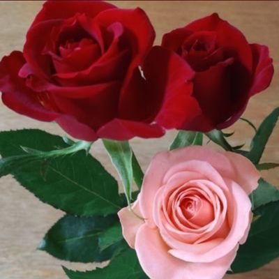 いずみさんのプロフィール画像