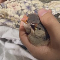 ひにぬ🥕 (@rx93funnel) 's Twitter Profile