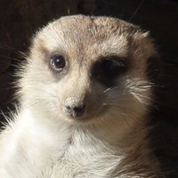 コニタン (@konitan510) Twitter profile photo