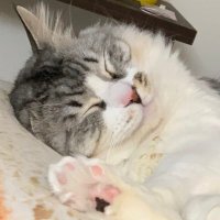FREEDOM (@1218_2010) 's Twitter Profile