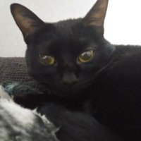 ããããã (@satakeneko1106) 's Twitter Profile Photo ããããã (@satakeneko1106) 's Twitter Profile Photo