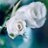 白薔の勇者ルーンのアイコン