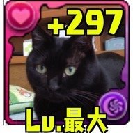 道民パズドラーです！ ランク1200になりました♪ (^-^)/ ネコ大好き☆