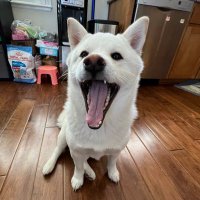 Haku (@dkp85d) 's Twitter Profile
