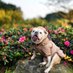 Lovely Bulldog (@bulldoglovely) Twitter profile photo Lovely Bulldog (@bulldoglovely) Twitter profile photo