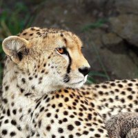 Miniman (@jcminiman) 's Twitter Profile