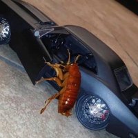 Yerb Bloc Roach they/she/it (@ancomroach) 's Twitter Profile