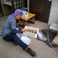 山仁 天然食材ハンター (@yamagata_yamaya) 's Twitter Profile Photo