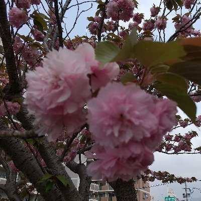 ねえやんさんのプロフィール画像