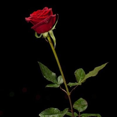 बहुत शिद्दात से चाहा है किसी को ओर उसे पता भी नहीं