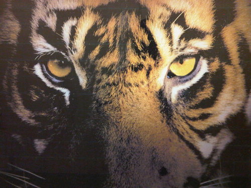 Cheeko85's profile picture. 